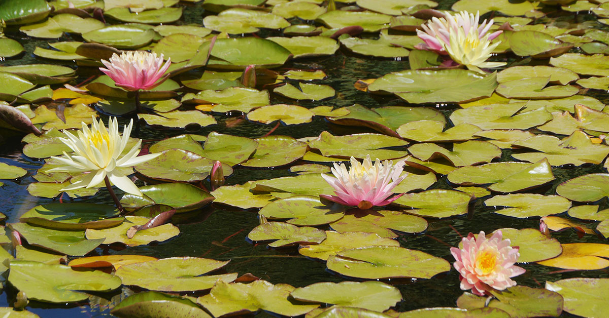 Where To Find My Favorite Wine (And Several Alpaca)