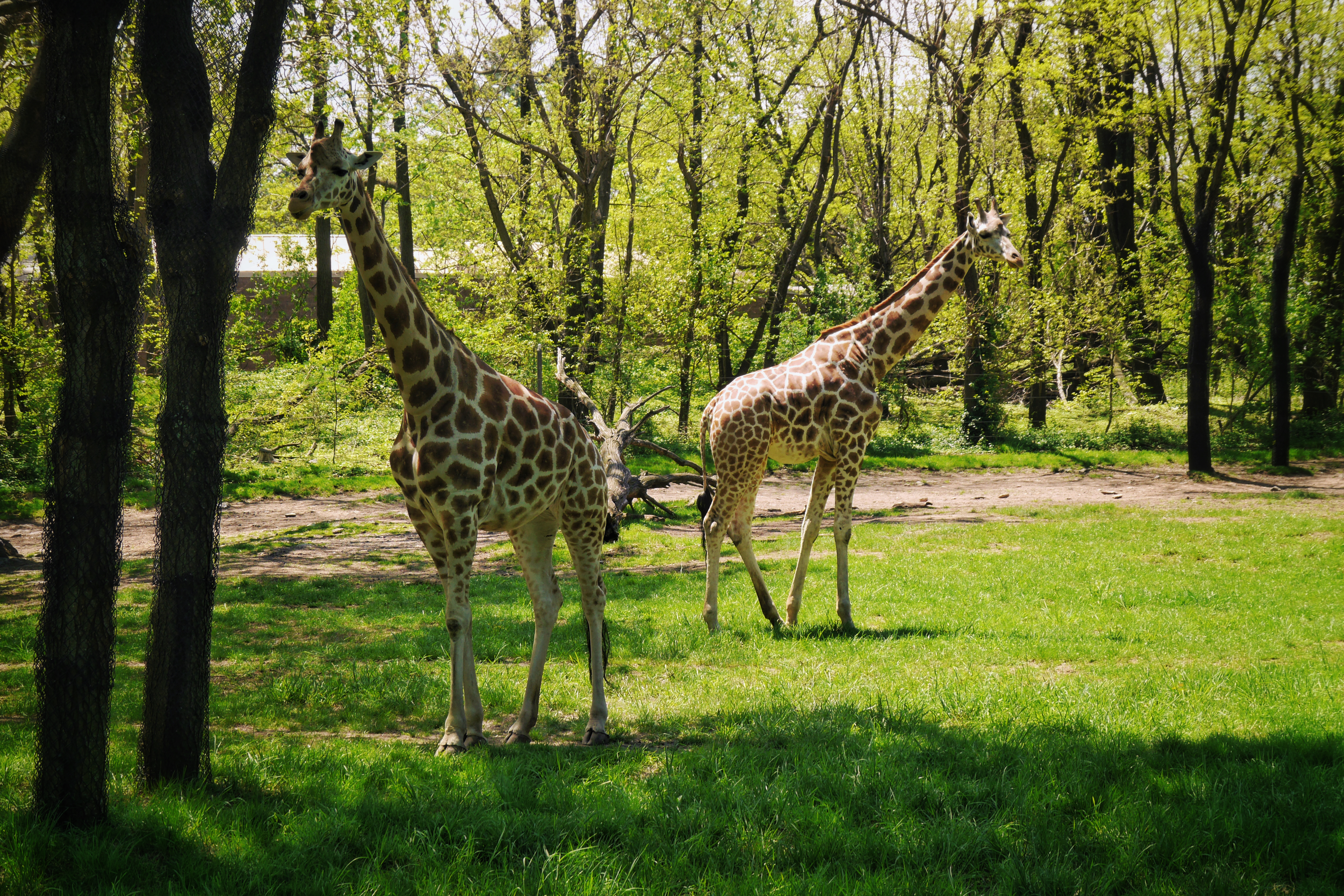 Brew At The Zoo- Is It Worth It?